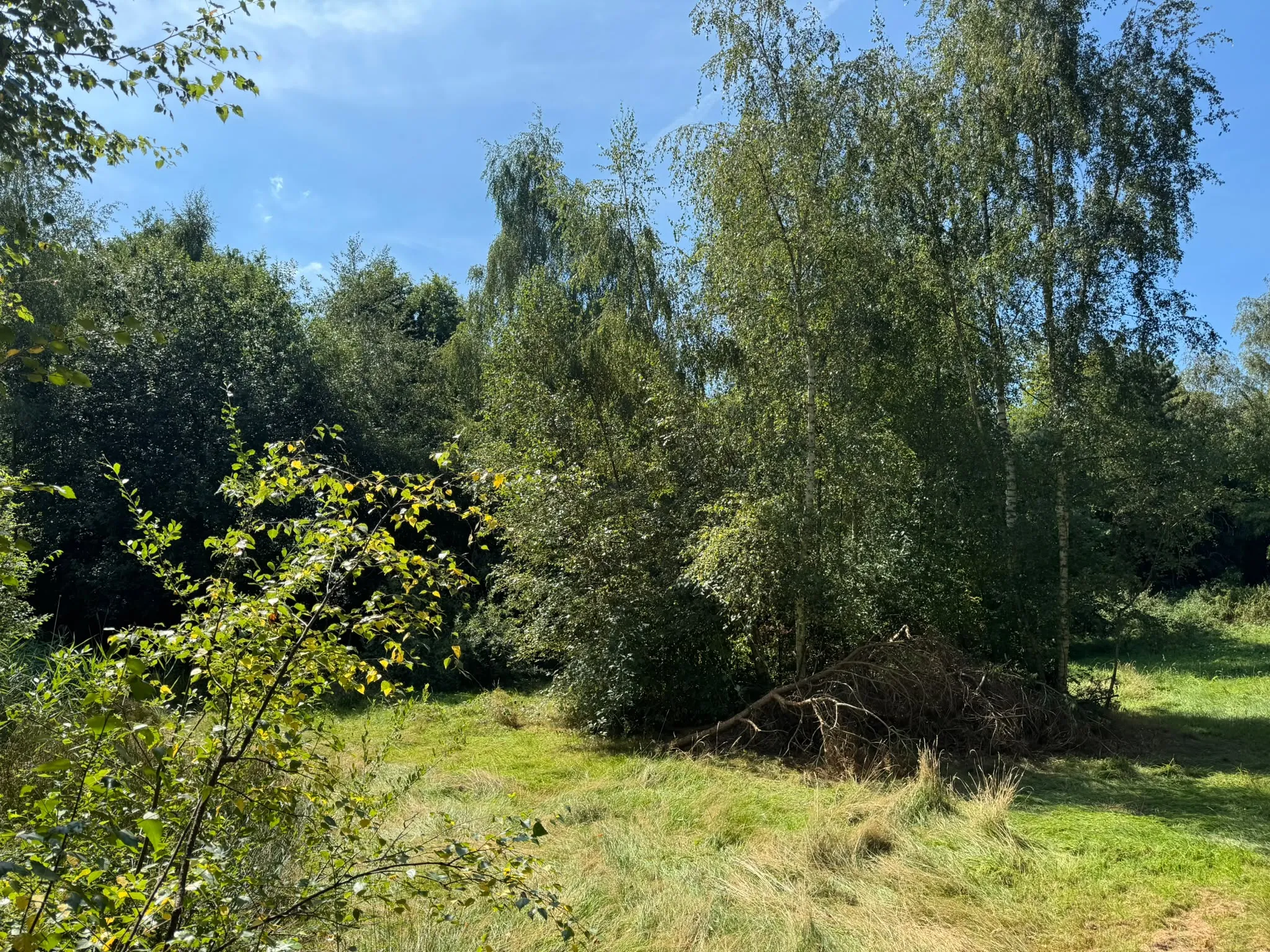 Felling Trees